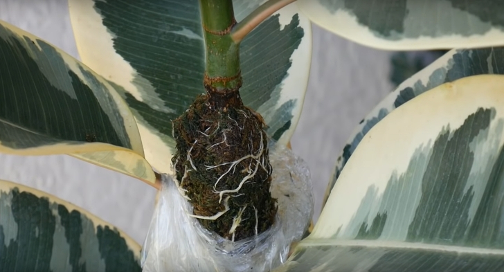 Air Layering Houseplants How to Propagate Rubber Trees, Ficus, and Other Woody Houseplants