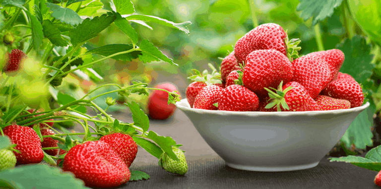 How to Grow Strawberries in Florida