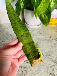 How to Propagate Snake Plants From Leaf Cuttings