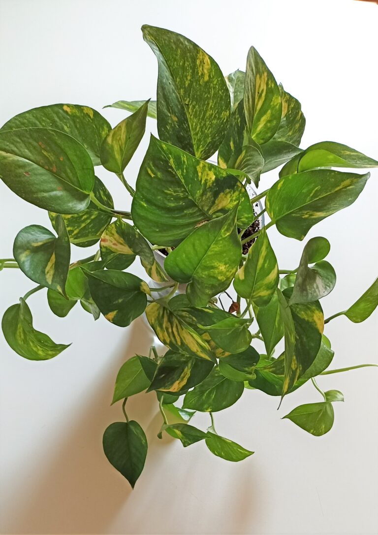Caring for Pothos Plants