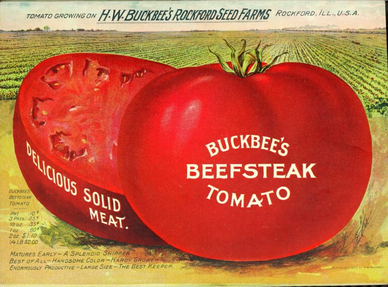 How to Grow Tomatoes From Seed