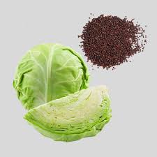 Cabbage Seed