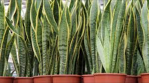 Best Low-light Houseplants