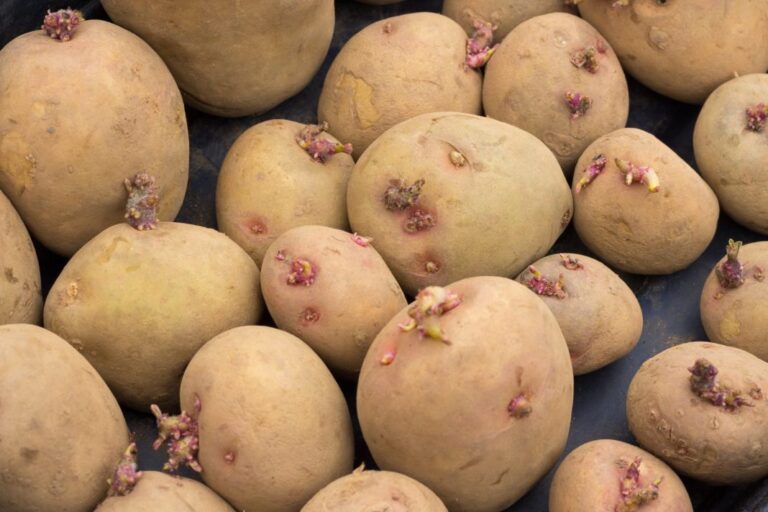 Chitting Seed Potatoes in February