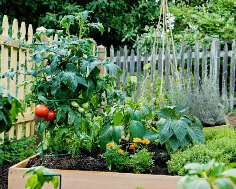 Companion Plants for Tomatoes