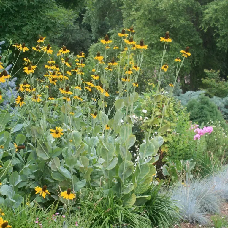 How to Grow Rudbeckia Maxima (Giant Coneflower)