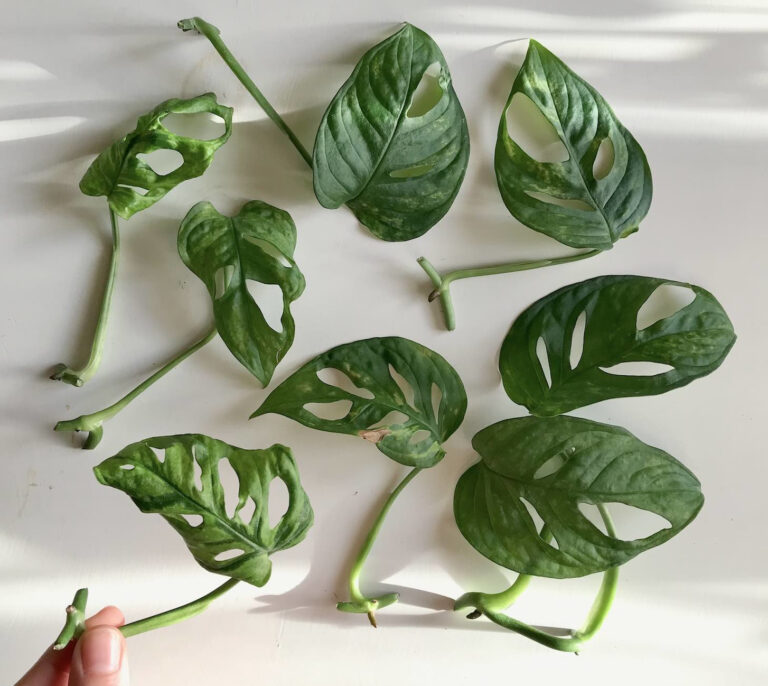 How to Propagate Monstera Deliciosa From Stem Cuttings