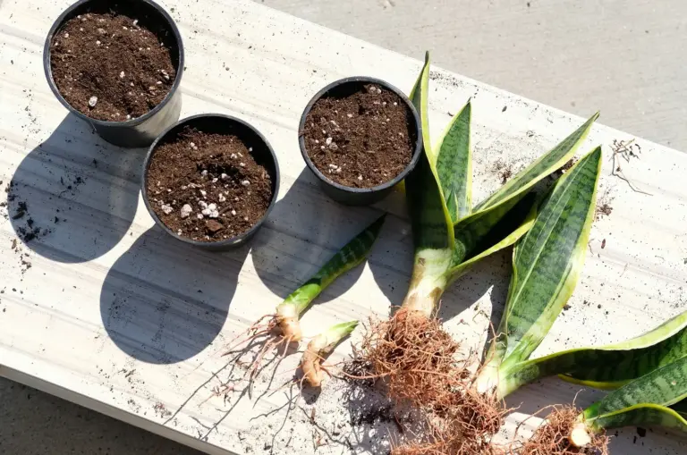 How to Propagate Snake Plants by Division