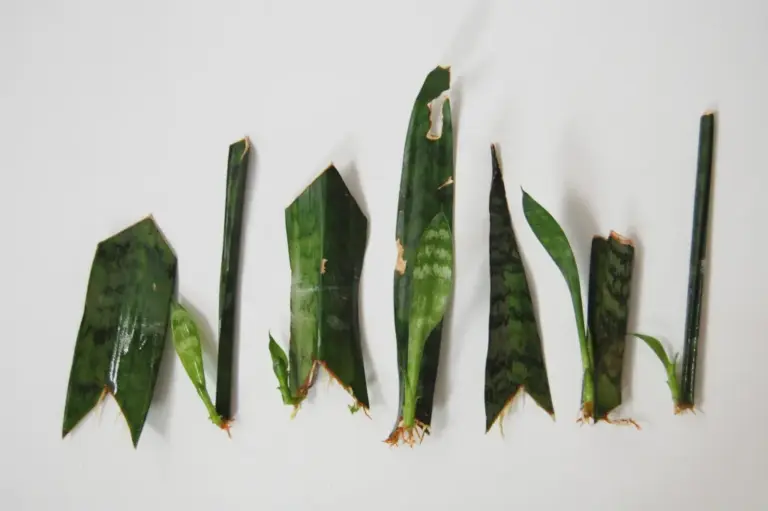 How to Propagate Snake Plants by Leaf Cuttings in Water