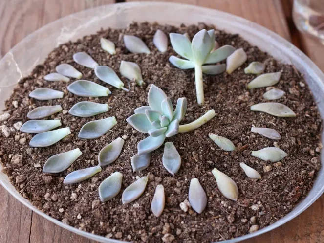 How to Propagate Succulents