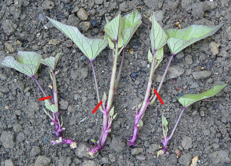 Starting Sweet Potato Slips in February for Spring Planting