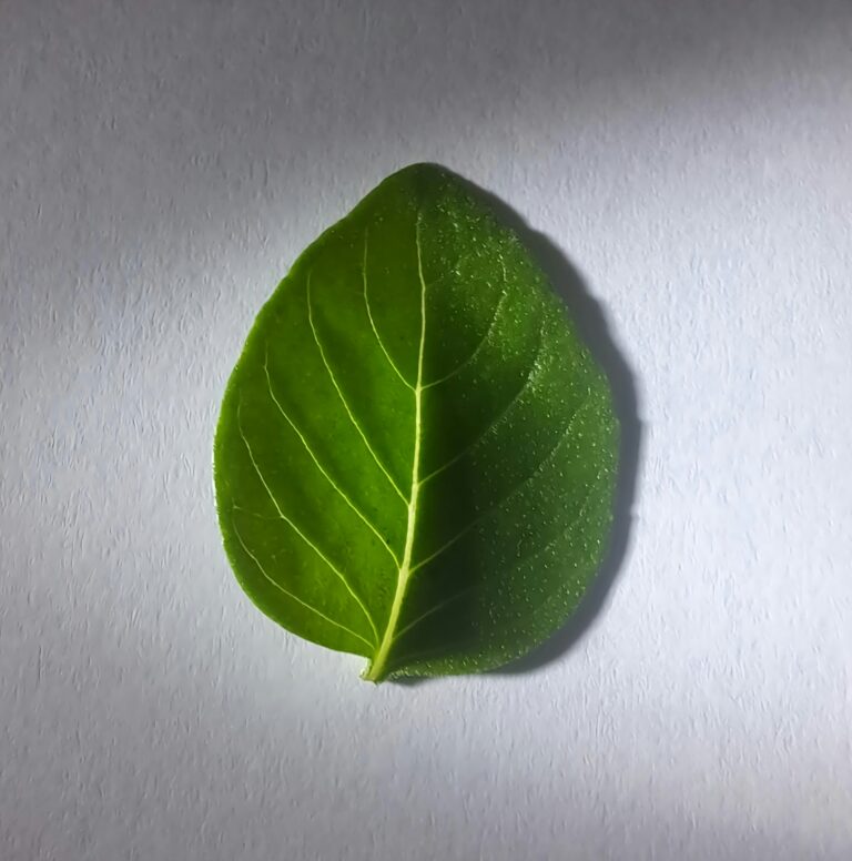 Growing Basil Indoors
