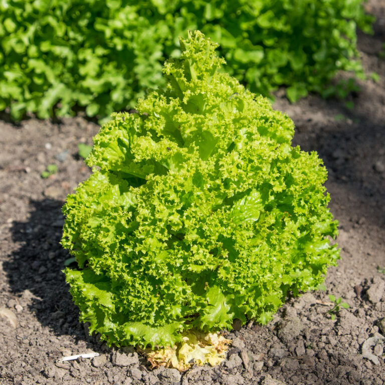 How to Grow Lettuce