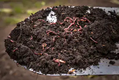 Composting for Beginners