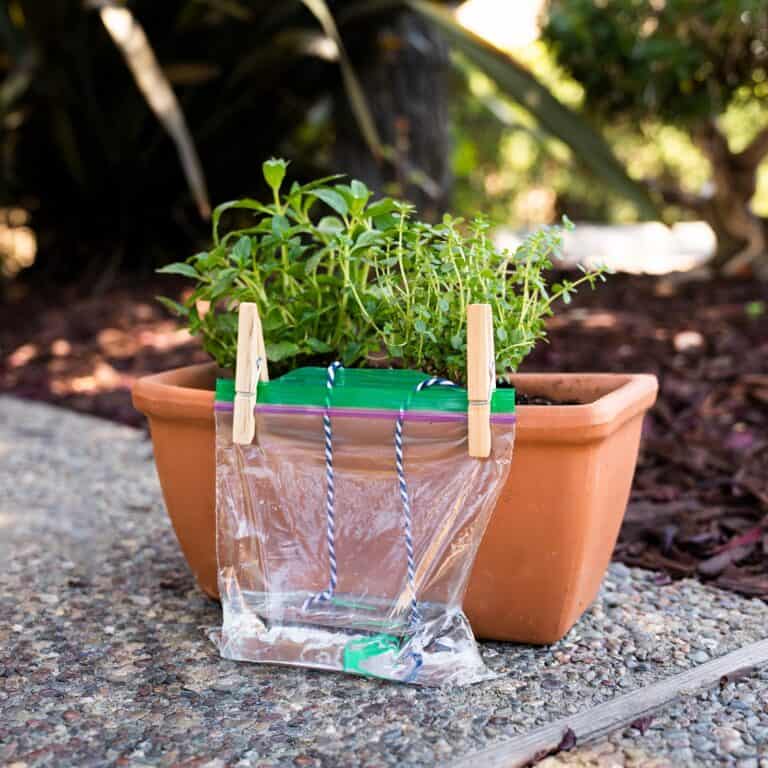 DIY Self-Watering Container Planter