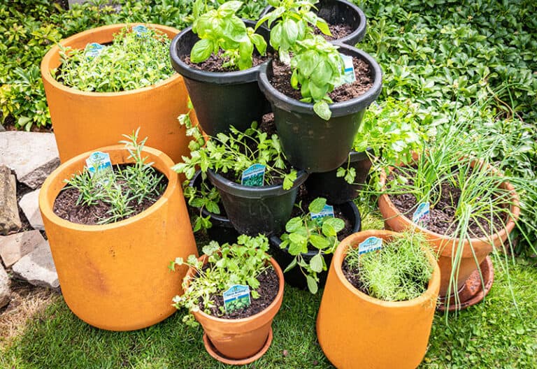 How to Create a Thriving Herb Garden in Small Containers