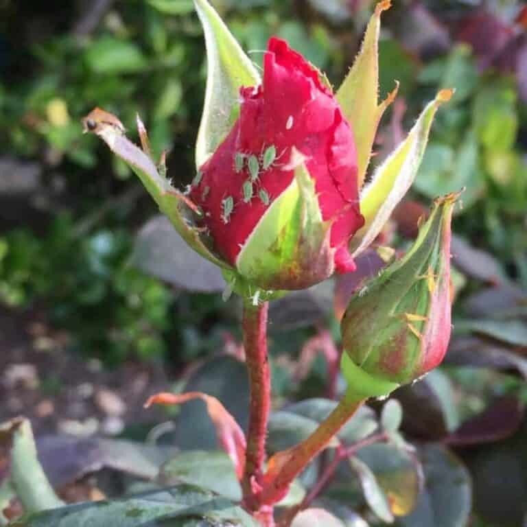 How to Get Rid of Aphids on Roses Naturally