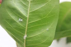 How to Get Rid of Aphids on Vegetable Plants Naturally