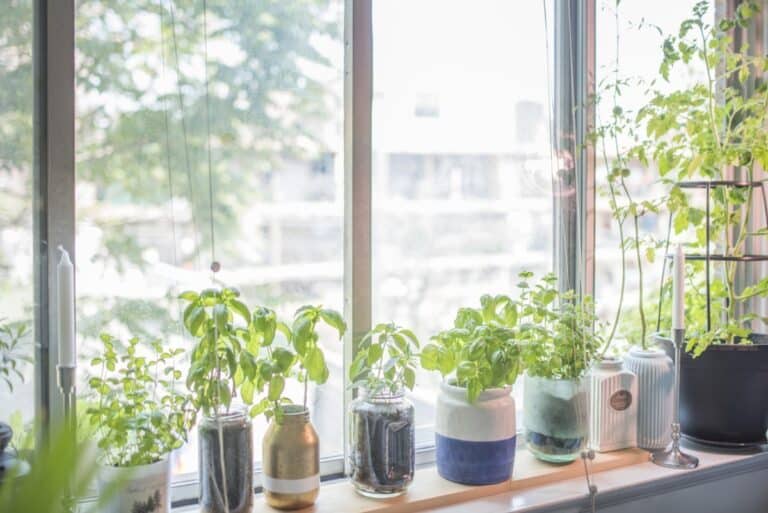 How to Grow Herbs in Mason Jars for Kitchen Window Gardens