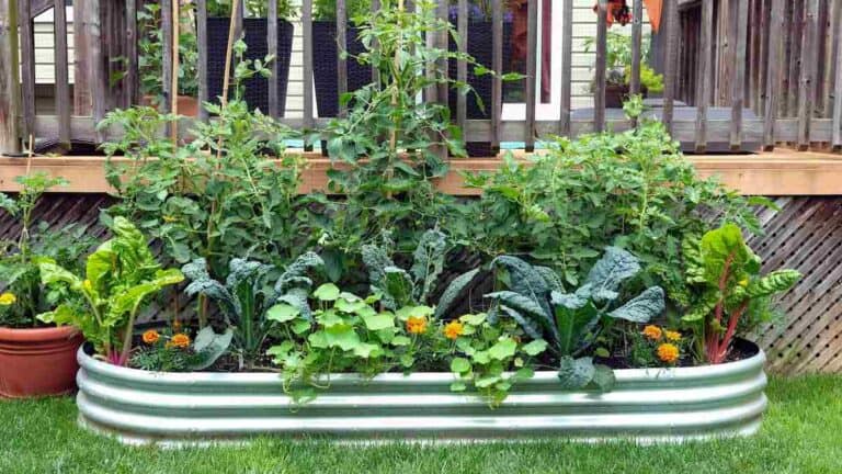 Raised Bed Gardening Basics