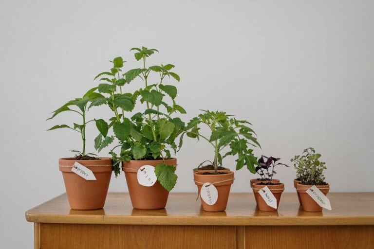 "companion Plants for Tomatoes"