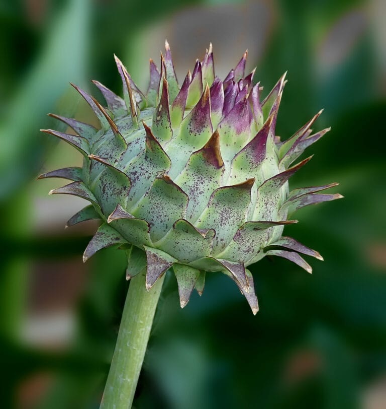 How to Grow and Blanch Cardoon: the Forgotten Mediterranean Artichoke Cousin
