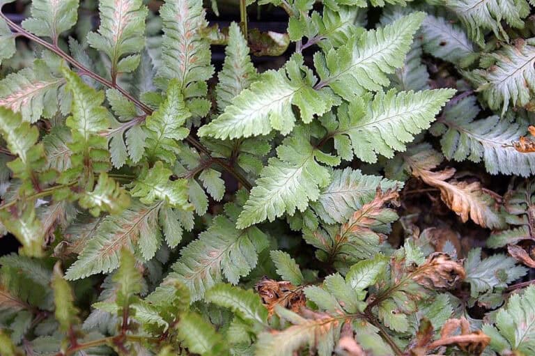 How to Grow Japanese Painted Fern (athyrium Niponicum) in Shade Gardens
