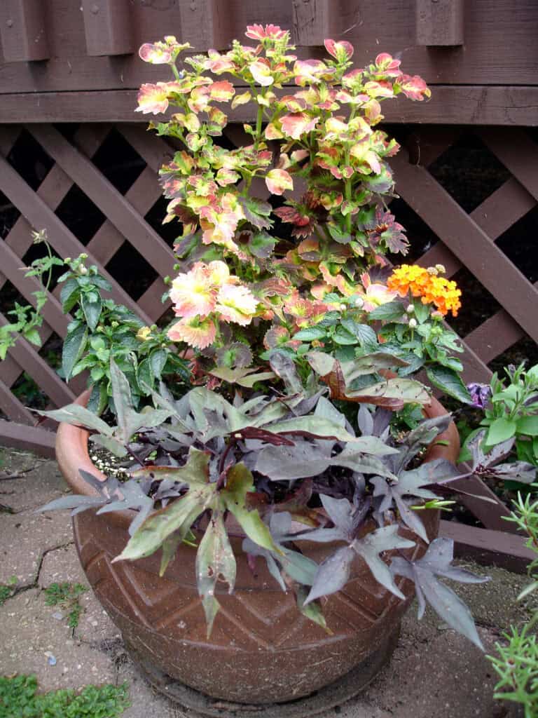 How to Grow Lantana in Containers for Drought-tolerant Color