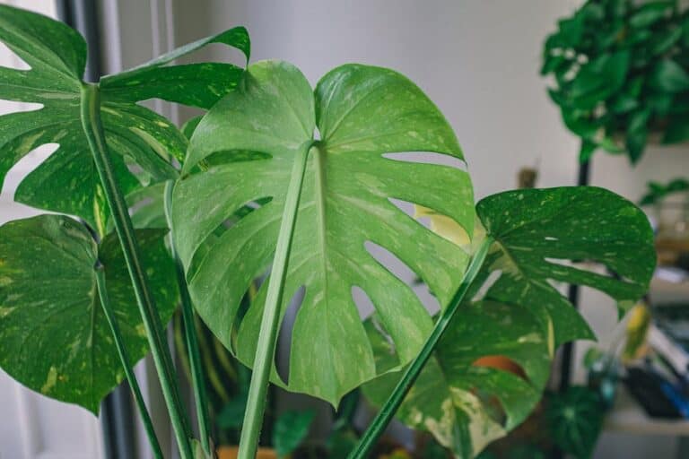 How to Grow Monstera Thai Constellation