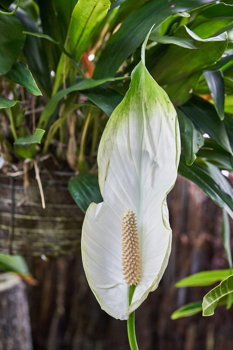 Peace Lily Care Tips