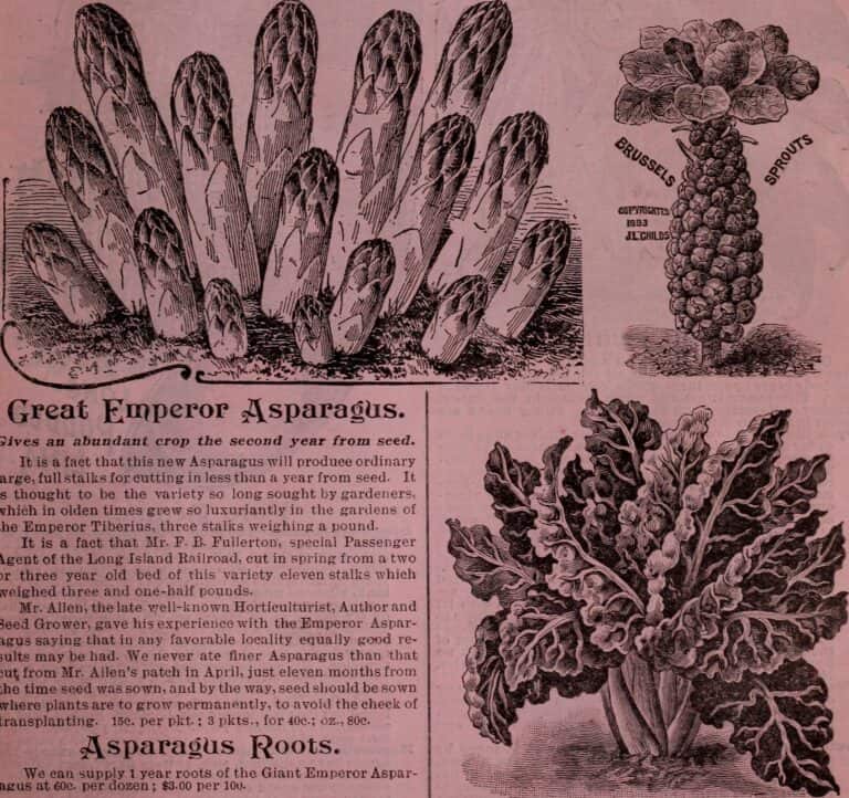 5 Hardy April Vegetables You Can Plant Now – They'll Survive Downpours, Drought, and Even a False Spring