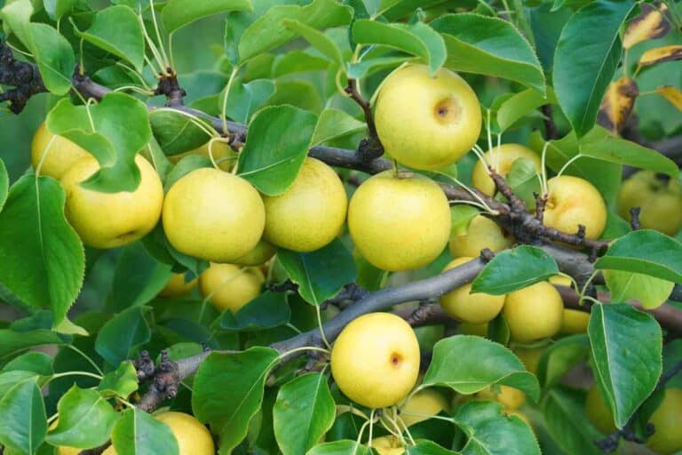 How to Successfully Grow Asian Pear Trees: Complete Guide to Planting, Pollination, and Fruit Thinning