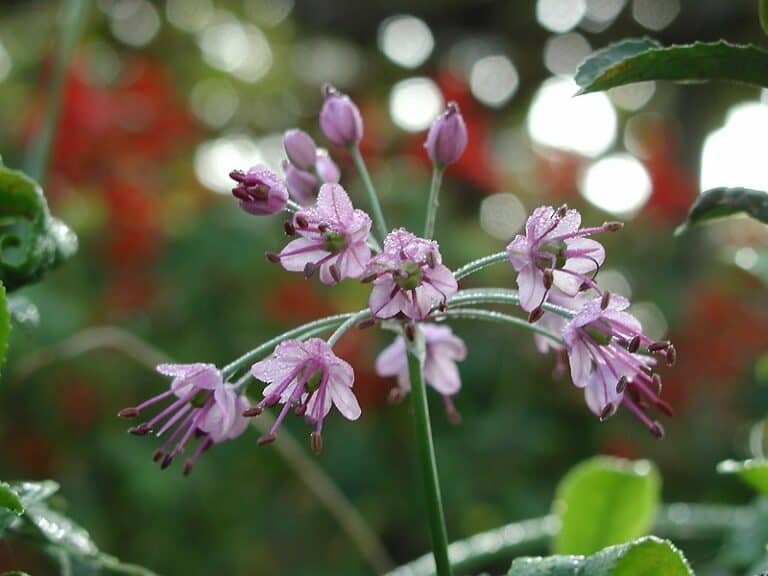 How to Grow Allium Chinense