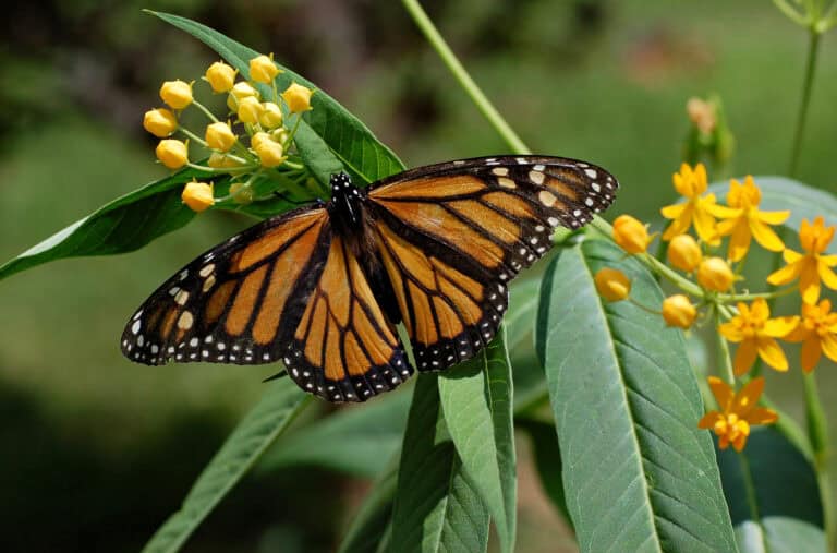 How to Grow Butterfly Milkweed (asclepias Tuberosa) for Monarch Conservation