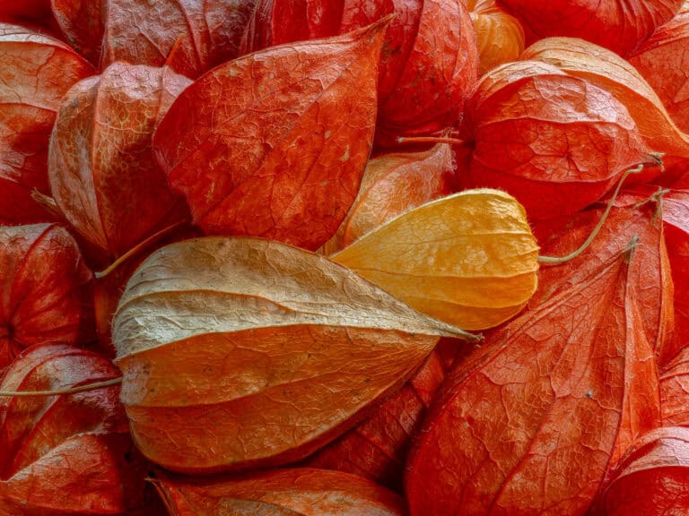 How to Grow Ground Cherries (physalis Pruinosa): Complete Guide to This Unique Husk Fruit