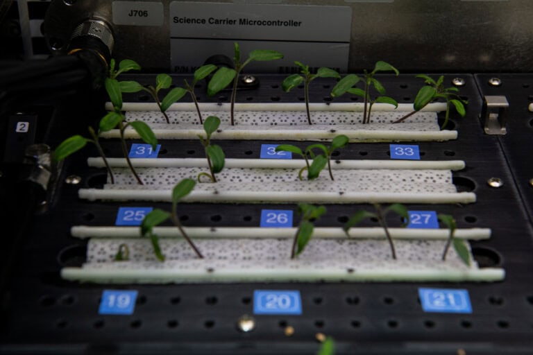 Protecting Tomato Seedlings From Late Frost After Transplanting