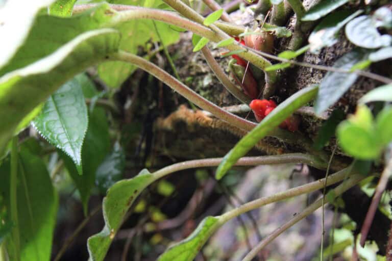 What to Plant in April Based on Your Last Frost Date