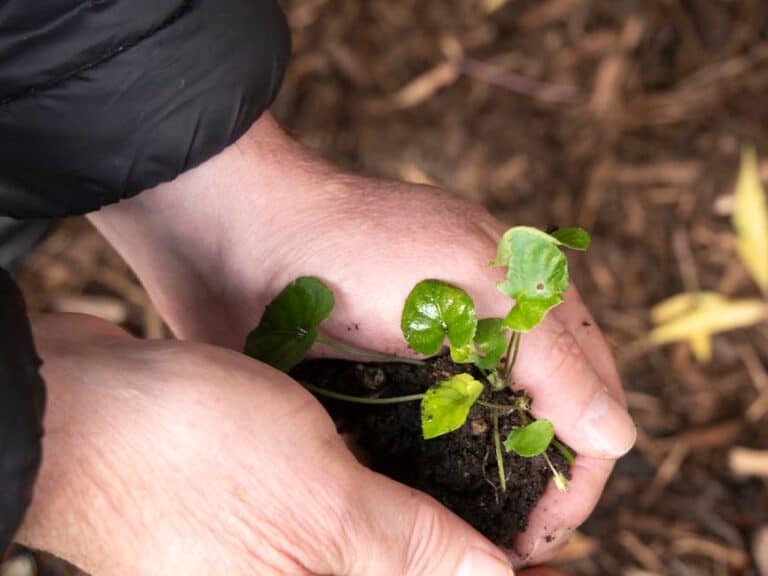 How to Grow Real Wasabi (wasabia Japonica) at Home