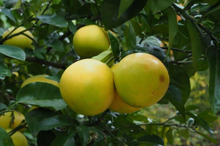 "how to Grow Dwarf Citrus Trees in Containers Indoors"