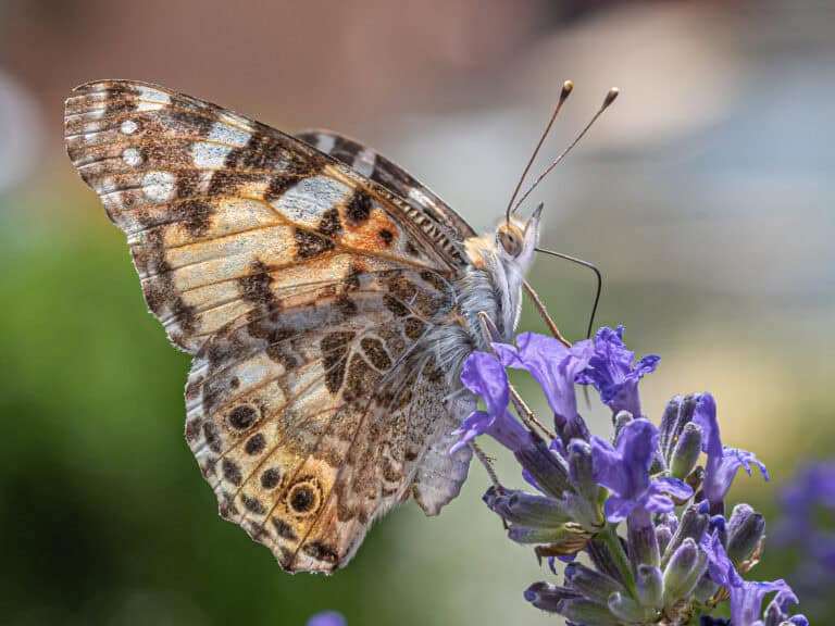 How to Grow English Lavender (lavandula Angustifolia) for Drought-tolerant Gardens