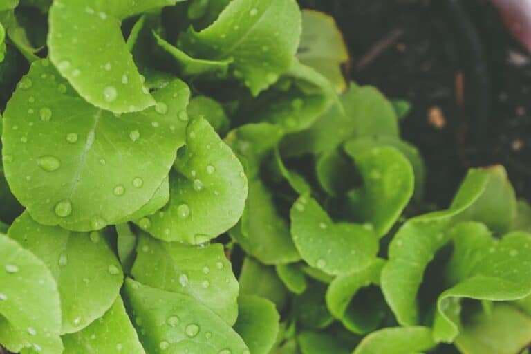 "how to Grow Lettuce in Small Containers Indoors"