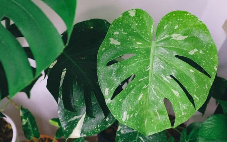 Monstera Thai Constellation Care Guide: Light, Watering, and Growing Tips