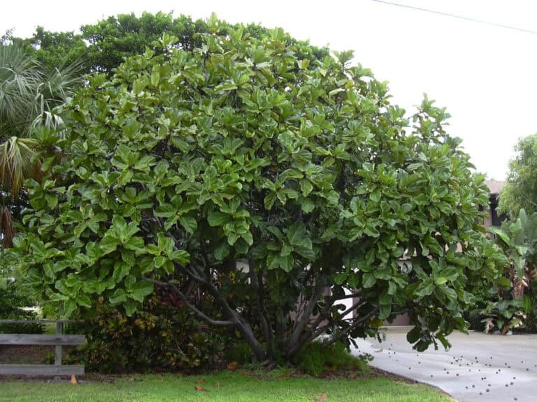 Fiddle Leaf Fig Care