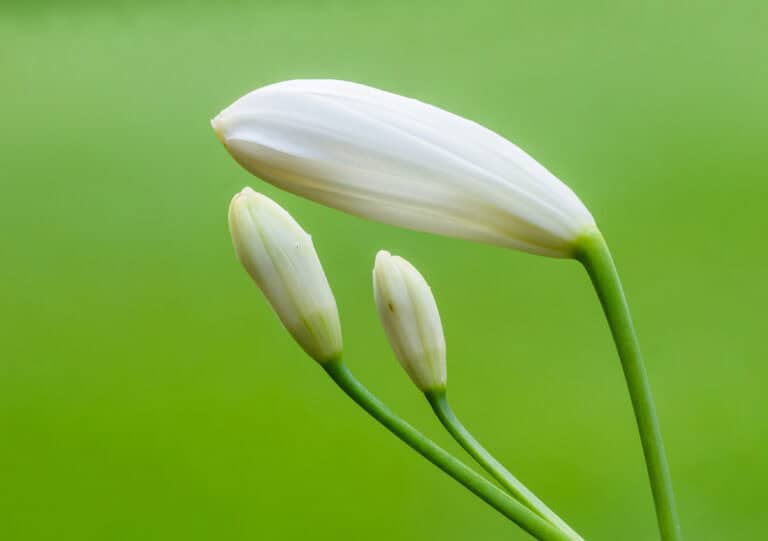 How to Grow Agapanthus Praecox