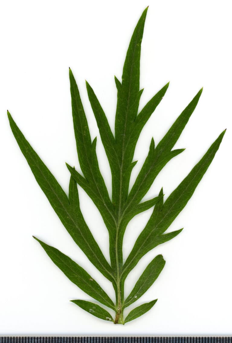 How to Grow Artemisia Vulgaris