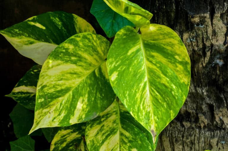 How to Grow Pothos (epipremnum Aureum): the Complete Beginner's Care Guide