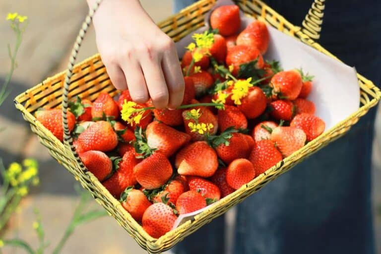 "how to Grow Strawberries in Hanging Baskets"