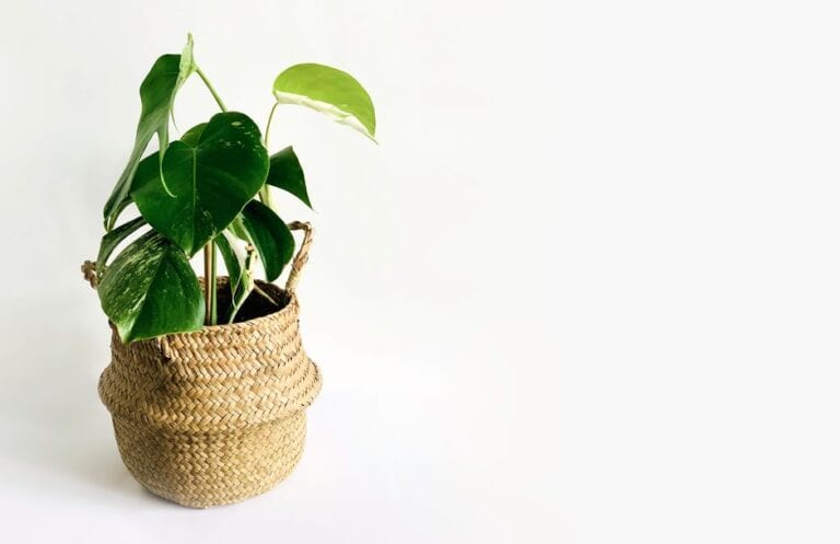 Monstera Thai Constellation Care Guide: Light, Watering, and Growth Tips