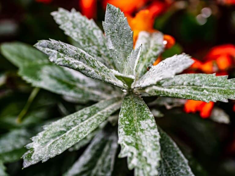 "how to Get Rid of Powdery Mildew on Squash Plants"