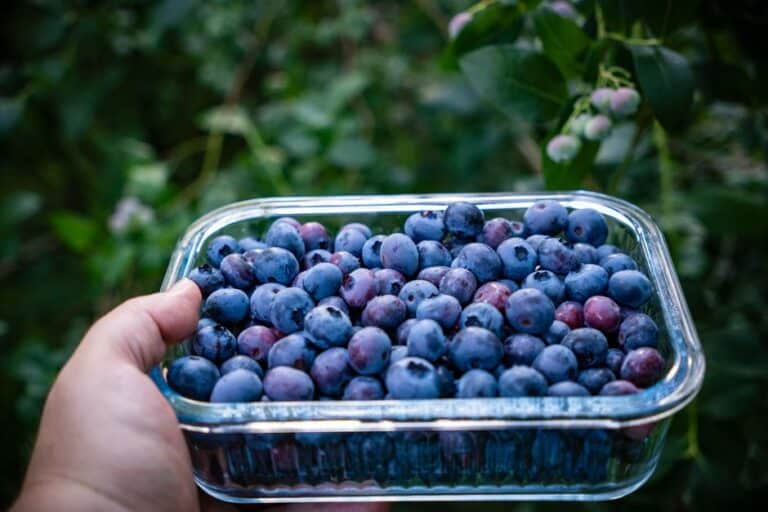 "how to Grow Dwarf Blueberries in Containers"